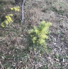 Acacia boormanii at O'Malley, ACT - 18 Aug 2022 12:06 PM