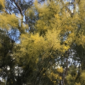 Acacia boormanii at O'Malley, ACT - 18 Aug 2022 12:06 PM