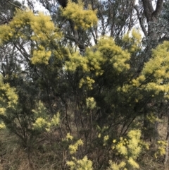 Acacia boormanii at O'Malley, ACT - 18 Aug 2022 12:06 PM