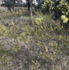 Acacia lanigera var. lanigera (Woolly Wattle, Hairy Wattle) at O'Malley, ACT - 18 Aug 2022 by Tapirlord