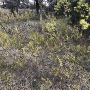 Acacia lanigera var. lanigera at O'Malley, ACT - 18 Aug 2022