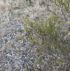 Acacia lanigera var. lanigera at O'Malley, ACT - 18 Aug 2022