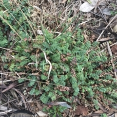 Sanguisorba minor (Salad Burnet, Sheep's Burnet) at O'Malley, ACT - 18 Aug 2022 by Tapirlord