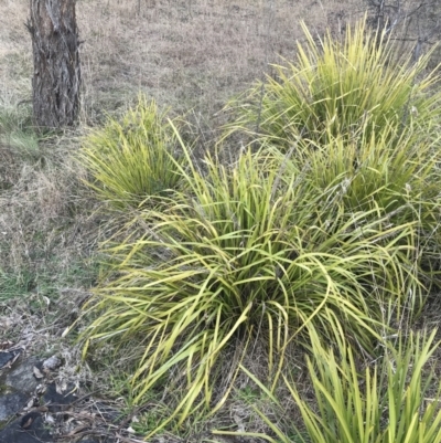 Lomandra longifolia (Spiny-headed Mat-rush, Honey Reed) at O'Malley, ACT - 18 Aug 2022 by Tapirlord