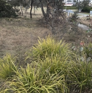 Lomandra longifolia at O'Malley, ACT - 18 Aug 2022