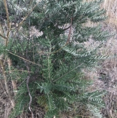 Banksia marginata at O'Malley, ACT - 18 Aug 2022 12:04 PM