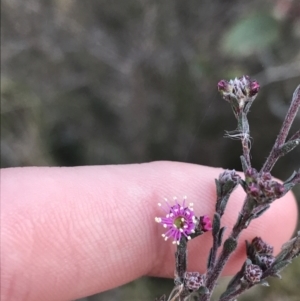 Kunzea parvifolia at O'Malley, ACT - 18 Aug 2022