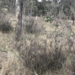 Kunzea parvifolia at O'Malley, ACT - 18 Aug 2022