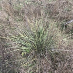 Lomandra multiflora (Many-flowered Matrush) at O'Malley, ACT - 18 Aug 2022 by Tapirlord