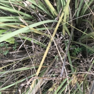 Lomandra multiflora at O'Malley, ACT - 18 Aug 2022