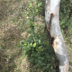 Viburnum tinus at O'Malley, ACT - 18 Aug 2022 11:58 AM