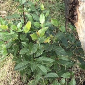 Viburnum tinus at O'Malley, ACT - 18 Aug 2022 11:58 AM