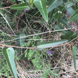 Hardenbergia violacea at O'Malley, ACT - 18 Aug 2022 11:49 AM