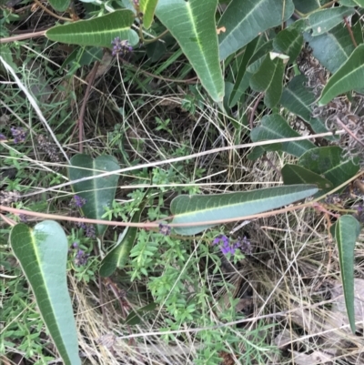 Hardenbergia violacea (False Sarsaparilla) at O'Malley, ACT - 18 Aug 2022 by Tapirlord