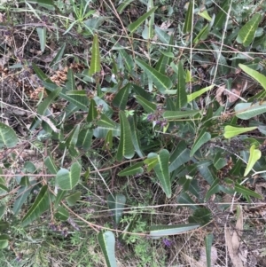 Hardenbergia violacea at O'Malley, ACT - 18 Aug 2022