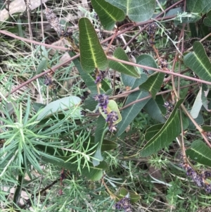 Hardenbergia violacea at O'Malley, ACT - 18 Aug 2022 11:49 AM