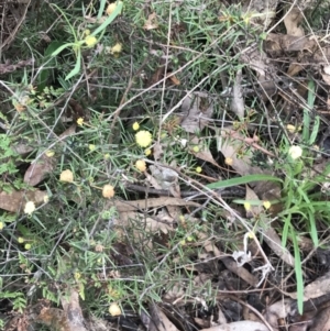 Acacia ulicifolia at O'Malley, ACT - 18 Aug 2022 11:48 AM