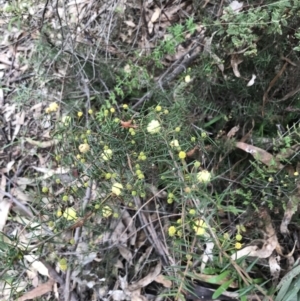 Acacia ulicifolia at O'Malley, ACT - 18 Aug 2022