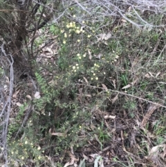 Acacia ulicifolia at O'Malley, ACT - 18 Aug 2022