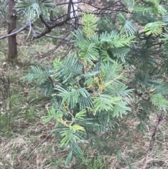 Acacia mearnsii at Jerrabomberra, ACT - 18 Aug 2022