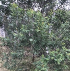 Acacia mearnsii at Jerrabomberra, ACT - 18 Aug 2022