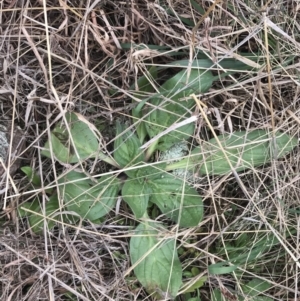 Echium plantagineum at Jerrabomberra, ACT - 18 Aug 2022 11:40 AM