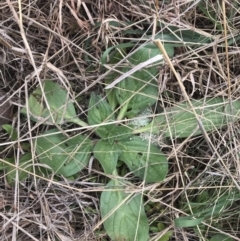 Echium plantagineum at Jerrabomberra, ACT - 18 Aug 2022