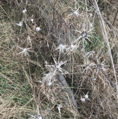 Carthamus lanatus at Red Hill, ACT - 18 Aug 2022 11:40 AM