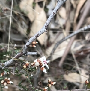 Cryptandra speciosa subsp. speciosa at Jerrabomberra, ACT - 18 Aug 2022 11:39 AM