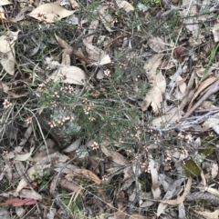 Cryptandra speciosa subsp. speciosa at Jerrabomberra, ACT - 18 Aug 2022