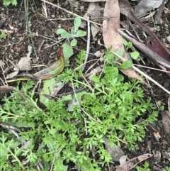 Cotula australis at Red Hill, ACT - 18 Aug 2022 11:38 AM