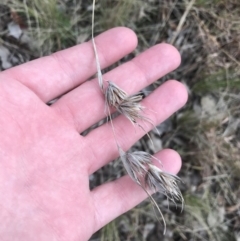 Themeda triandra (Kangaroo Grass) at Red Hill, ACT - 18 Aug 2022 by Tapirlord