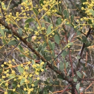 Acacia buxifolia subsp. buxifolia at Red Hill, ACT - 18 Aug 2022