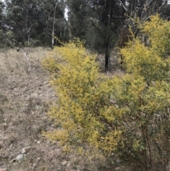 Acacia buxifolia subsp. buxifolia at Red Hill, ACT - 18 Aug 2022