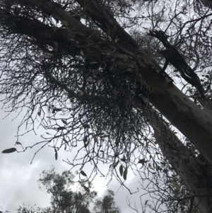 Muellerina eucalyptoides at Jerrabomberra, ACT - 18 Aug 2022 11:32 AM