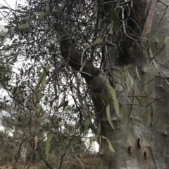 Muellerina eucalyptoides at Jerrabomberra, ACT - 18 Aug 2022 11:32 AM