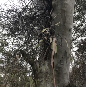 Muellerina eucalyptoides at Jerrabomberra, ACT - 18 Aug 2022