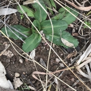 Solenogyne dominii at Jerrabomberra, ACT - 18 Aug 2022 11:30 AM