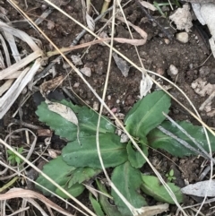 Solenogyne dominii at Jerrabomberra, ACT - 18 Aug 2022