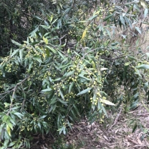 Olea europaea subsp. cuspidata at Jerrabomberra, ACT - 18 Aug 2022 11:29 AM