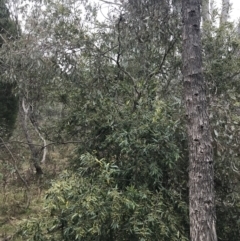 Olea europaea subsp. cuspidata at Jerrabomberra, ACT - 18 Aug 2022 11:29 AM