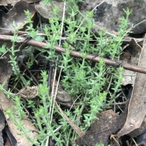 Galium gaudichaudii subsp. gaudichaudii at Jerrabomberra, ACT - 18 Aug 2022