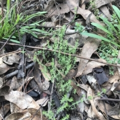 Galium gaudichaudii subsp. gaudichaudii at Jerrabomberra, ACT - 18 Aug 2022