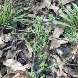 Galium gaudichaudii subsp. gaudichaudii at Jerrabomberra, ACT - 18 Aug 2022