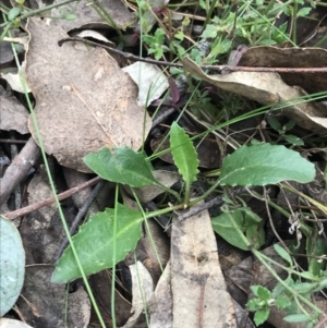 Goodenia hederacea subsp. hederacea at Narrabundah, ACT - 18 Aug 2022