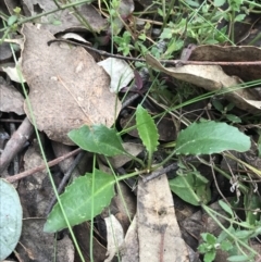 Goodenia hederacea subsp. hederacea at Narrabundah, ACT - 18 Aug 2022