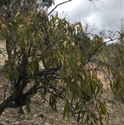 Amyema miquelii (Box Mistletoe) at Symonston, ACT - 18 Aug 2022 by Tapirlord