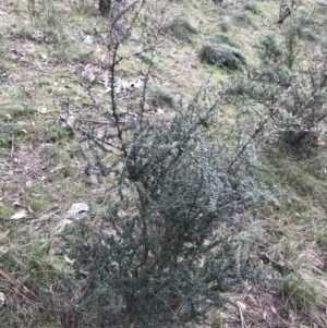 Bursaria spinosa at Jerrabomberra, ACT - 18 Aug 2022 11:21 AM