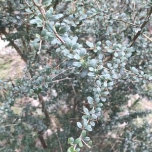 Bursaria spinosa at Jerrabomberra, ACT - 18 Aug 2022 11:21 AM