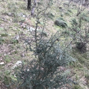 Bursaria spinosa at Jerrabomberra, ACT - 18 Aug 2022 11:21 AM